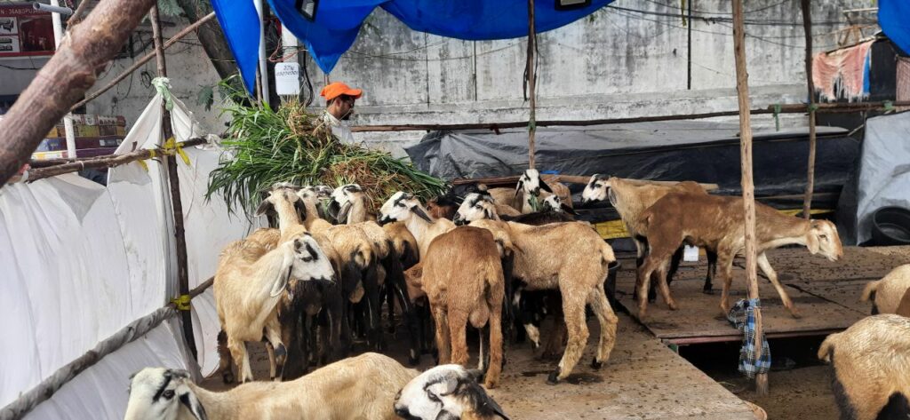 eid-ul-adha in hyderabad