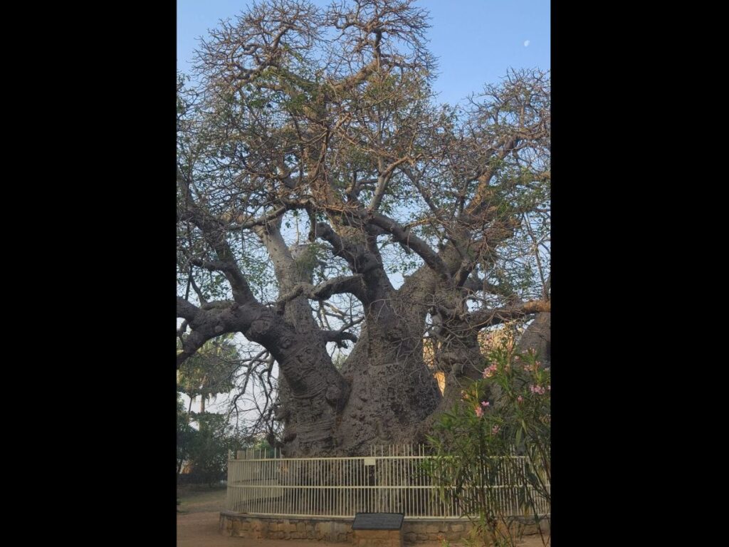 The Baobab tree in Naya Qila area of Golconda fort